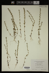 Veronica arvensis image