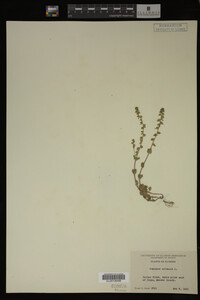 Veronica arvensis image