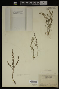 Veronica arvensis image
