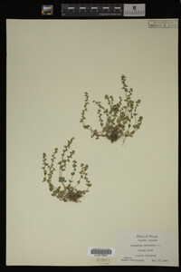Veronica arvensis image