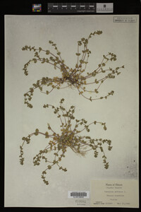 Veronica arvensis image