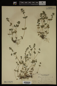 Veronica arvensis image
