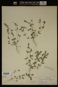 Veronica arvensis image