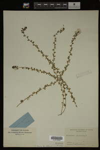 Image Associated With the Occurrence