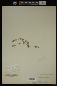 Veronica arvensis image