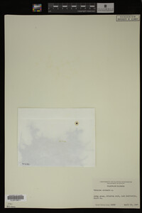Veronica arvensis image