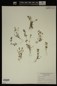Veronica arvensis image