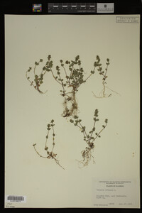 Veronica arvensis image