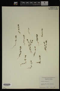 Veronica arvensis image