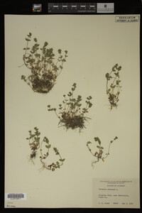 Veronica arvensis image
