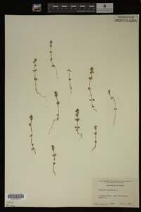 Veronica arvensis image