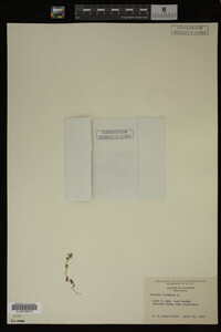 Veronica arvensis image