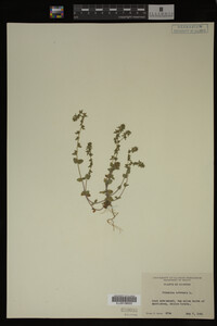 Veronica arvensis image