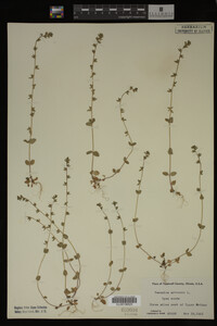 Veronica arvensis image