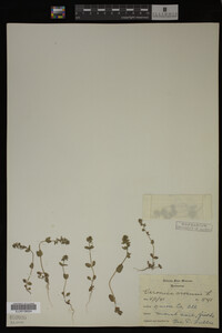 Veronica arvensis image