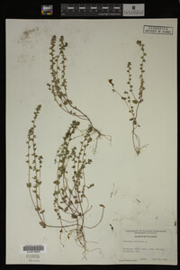 Veronica arvensis image