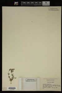 Veronica arvensis image