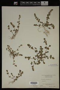 Veronica arvensis image