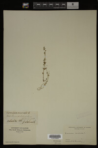 Veronica arvensis image