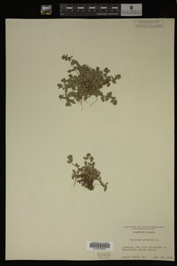 Veronica arvensis image
