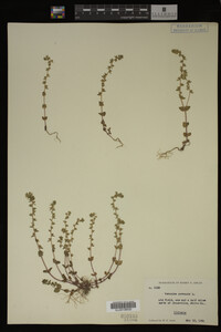 Veronica arvensis image