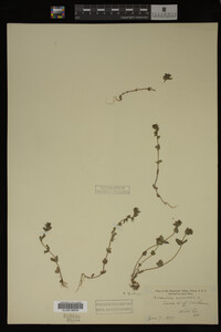 Veronica arvensis image