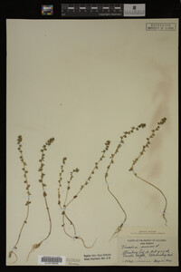 Veronica arvensis image