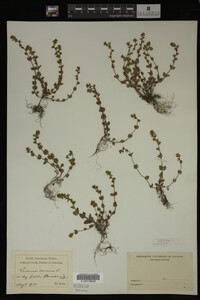 Veronica arvensis image