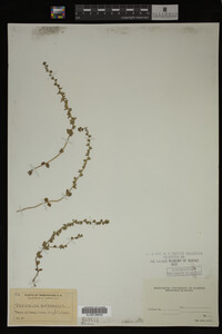 Veronica arvensis image