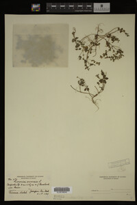 Veronica arvensis image
