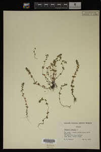 Veronica arvensis image