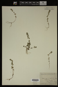 Veronica arvensis image