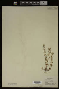 Veronica arvensis image