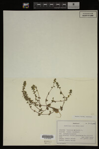 Veronica arvensis image
