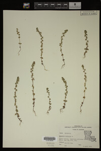 Veronica arvensis image