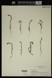 Veronica arvensis image