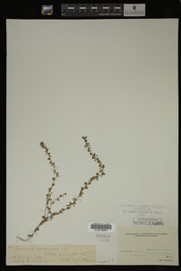Veronica arvensis image