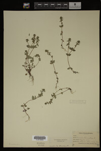 Veronica arvensis image