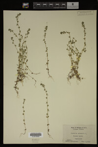 Veronica arvensis image