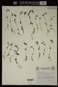 Veronica arvensis image