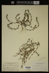 Veronica arvensis image