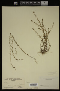 Veronica arvensis image