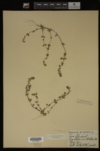 Veronica arvensis image