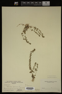 Veronica arvensis image