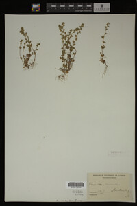 Veronica arvensis image