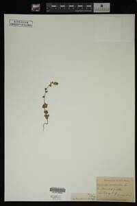 Veronica arvensis image