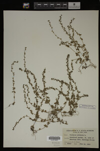 Veronica arvensis image