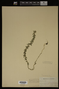 Veronica arvensis image