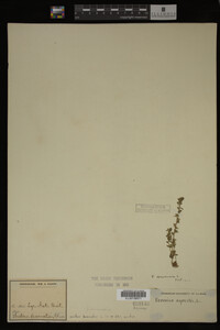 Veronica arvensis image