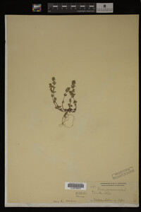 Veronica arvensis image